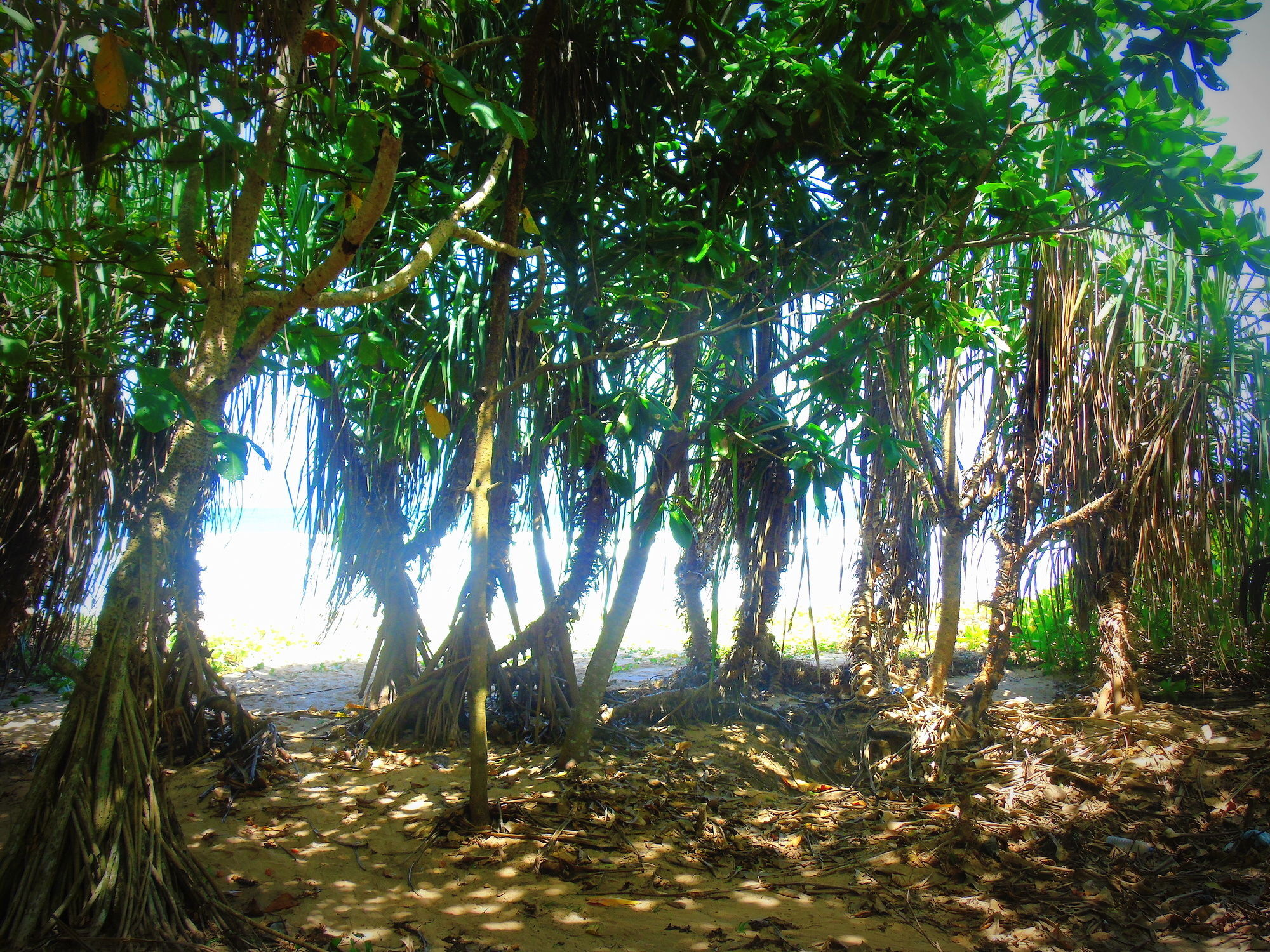 Talalla Coconut Hotel Bagian luar foto